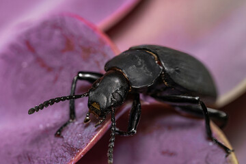 Darkling beetle. Coleoptera Carabidae Insects in Nature. Mealworm beetle Tenebrio molitor, a species of darkling beetle pest of grain and grain products as well as home products