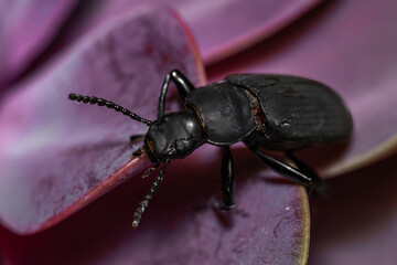 Darkling beetle. Coleoptera Carabidae Insects in Nature. Mealworm beetle Tenebrio molitor, a species of darkling beetle pest of grain and grain products as well as home products