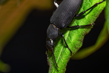 Darkling beetle. Coleoptera Carabidae Insects in Nature. Mealworm beetle Tenebrio molitor, a species of darkling beetle pest of grain and grain products as well as home products