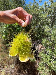 A Cucamonga Man Root Plant Seed Pod showing the Spikes 
