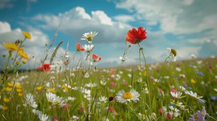 Blumenweiss Al Bluschstrefen Concept