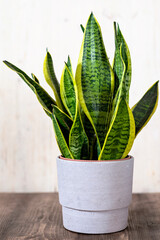 Sansevieria Trifaciata also called Mother-in-Law's Tongue or Good Luck Plant, Snake plant  - 746853054