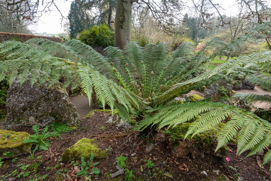 Close up of an ornamental tree fern