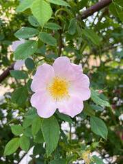 Obraz premium Hundsrose, Rosa Canina Hecke mit rosa weiß gelb farbenen Blüten