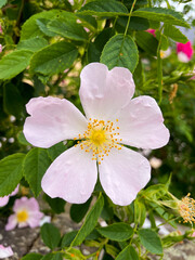 Hundsrose, Rosa Canina Hecke mit rosa weiß gelb farbenen Blüten