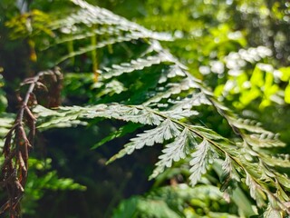 close up of fern leaf forest east Nusa tenggara 
