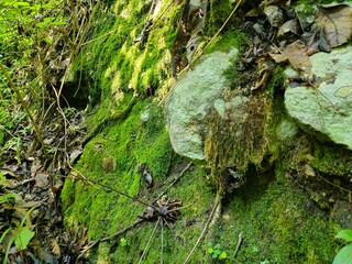 green moss on the tree