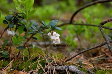 Vaccinium vitis-idaea, family Ericaceae. Pale pink lingonberry flowers in the forest in spring.
