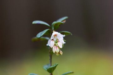 Vaccinium vitis-idaea, family Ericaceae. Pale pink lingonberry flowers in the forest in spring.

