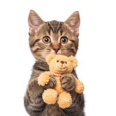 Portrait of a cute tabby cat holding a toy, isolated on white background