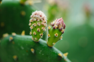 Green Cactus with beautful flowers