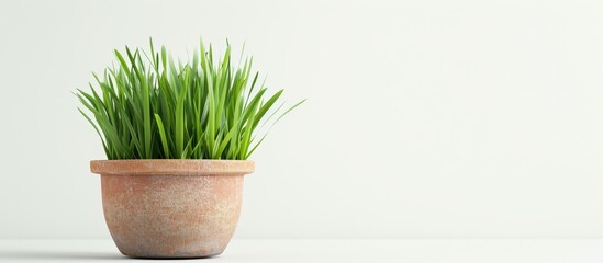 A rectangular flowerpot made of hardwood with a houseplant growing wheatgrass out of it, adding a touch of green to the flooring.
