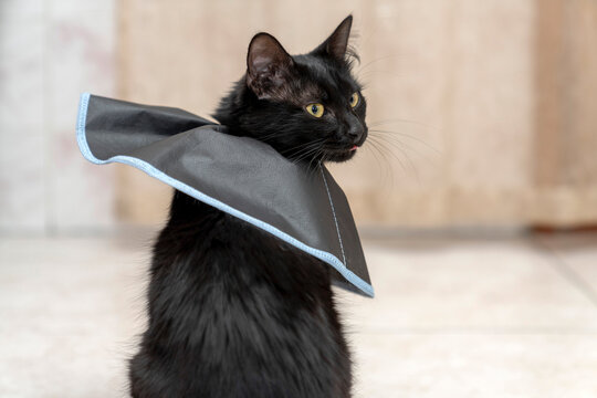 The cat wears a cone collar to protect and prevent licking the wound after sterilization. Neutering the male cat. Sick cat concept. wearing a transparent plastic Elizabethan collar, plastic cone
