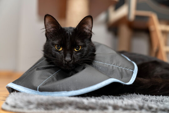 The cat wears a cone collar to protect and prevent licking the wound after sterilization. Neutering the male cat. Sick cat concept. wearing a transparent plastic Elizabethan collar, plastic cone