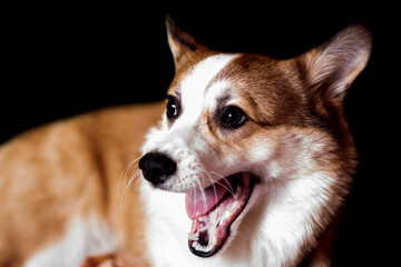 Pembroke Welsh Corgi puppy sits with his mouth open and looks to the side.  Isolated on black...