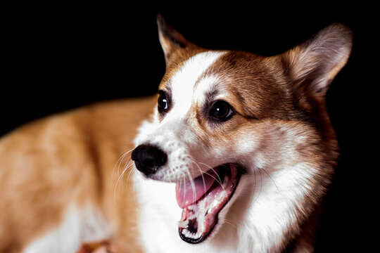 Pembroke Welsh Corgi puppy sits with his mouth open and looks to the side.  Isolated on black background