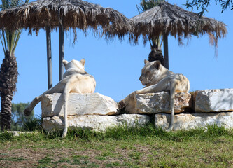 Two white lionesses (lat. Panthera leo)