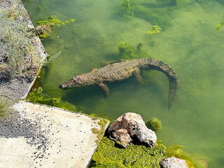 Nile crocodile swims in a pond (lat. - Crocodylus niloticus)
