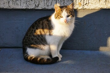 Kot odpoczywa na słońcu. Młody kocur spogląda przed siebie. Dachowiec siedzi na betonie. Kot schował się w zacienionym miejscu. - obrazy, fototapety, plakaty