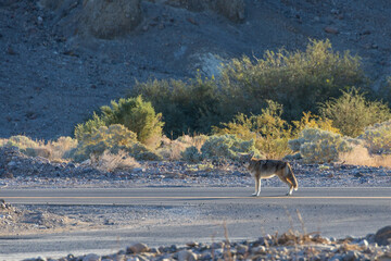 Coyote in the desert
