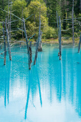 古木を映す青い池の湖面　美瑛町
