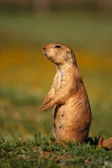 Prairie Dog