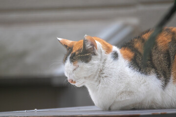 昼寝をする猫の横顔