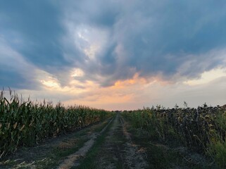 sunset in the field