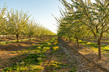 Magical Sunset: Almond Field in Full Spring Blossom.