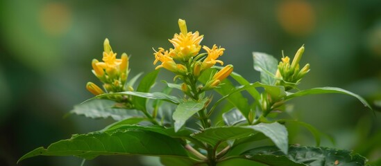 Vibrant Close Up of a Beautiful Yellow Flower in Full Bloom for Nature Background