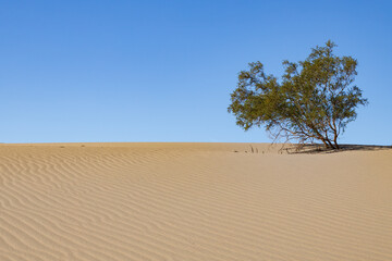 Tree on a sand dune at Mesquite Flat Sand Dunes, Death Valley National Park, California