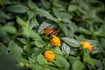 Butterflies gathering pollen from flowers