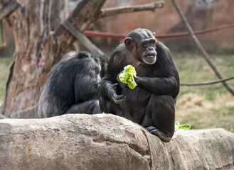 Chimpanzee eating lettuce with its mate.