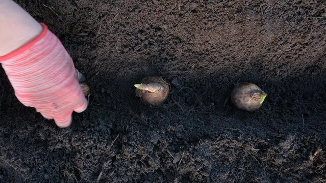 Close up view of daffodil bulb and hand. A hand plants a row of daffodil bulbs in the soil in a flower bed. Gardening concept.