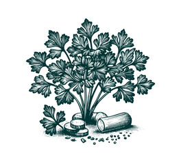 parsley hand drawn illustration asset vector