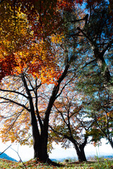 Earth Day eco concept with tropical forest background, natural forestation preservation scene with canopy tree in the wild, concept on sustainability and environmental renewable