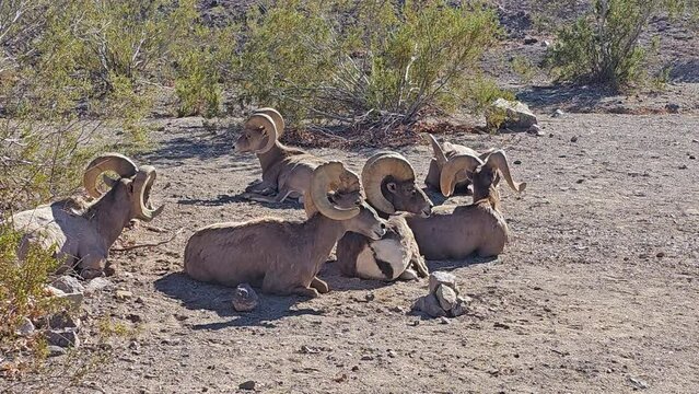Group of desert big horn sheep resting on a rocky flat with a backdrop of desert creosote bushes