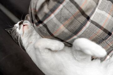 cute gray white cat funny sleeping, relaxing, resting on a pillow. Cat sleep calm and relax. muzzle of a sleeping cat with closed eyes. cat house indoors pet ownership, pet friendship concept