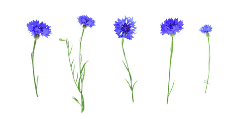 Set of blue flowers of knapweed isolated on transparent background. Centaurea cyanus. - obrazy, fototapety, plakaty