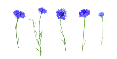 Set of blue flowers of knapweed isolated on transparent background. Centaurea cyanus.
