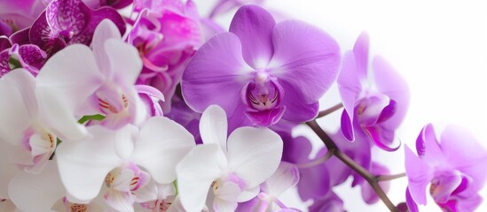 Elegant Purple and White Orchids in a Stunning Floral Display