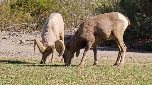 A pair of desert big horn sheep peacefully grazing.