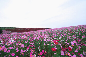 ひたち海浜公園のコスモスとコキア
