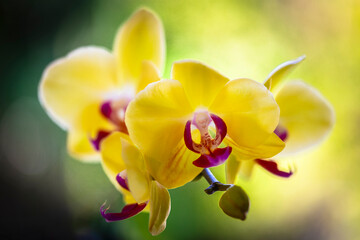 Fototapeta na wymiar Yellow Orchid Flowers