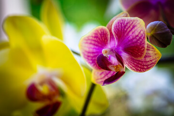  Orchid Flowers - 746871866