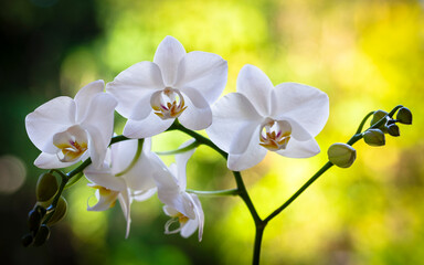  Orchid Flowers