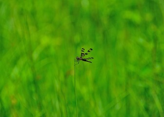 Dragonfly resting on the stem of a grass, Columbus area, OH, July