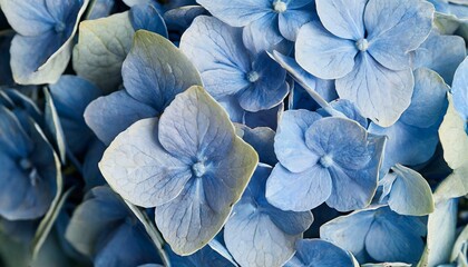 Blue hydrangea background, flower macro shot 