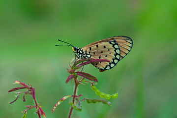 An Orange Butterfly Acraea terpsicore