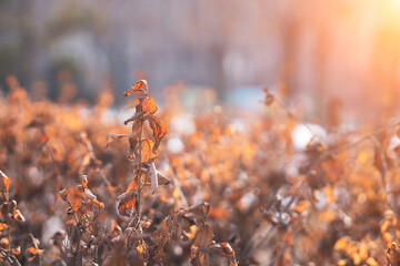 A close-up of dried plants in winter
